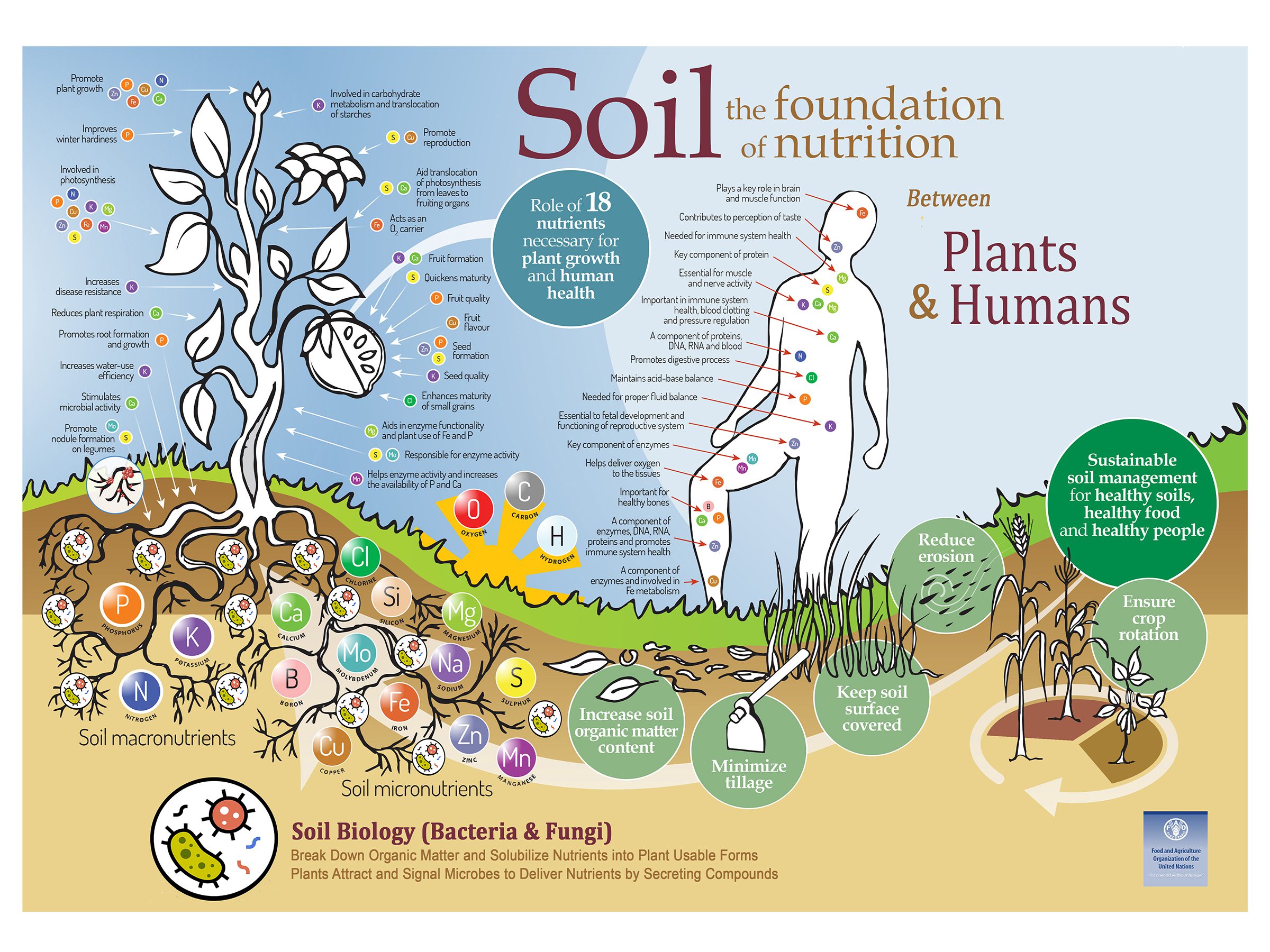 Biology of Soil 
