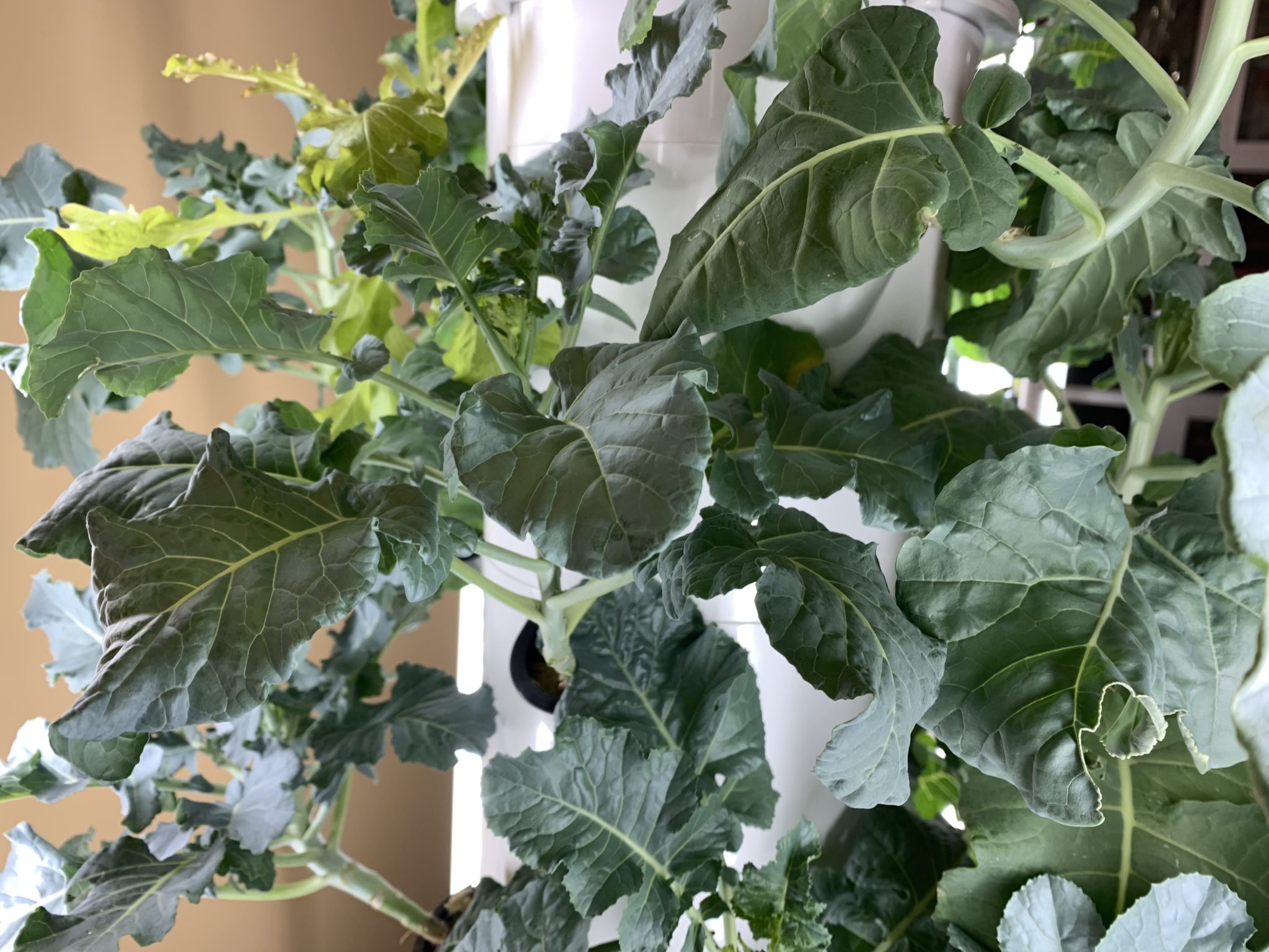 Fulfill’s Hydroponic Towers Soil Free Indoor Gardening Fulfill NJ