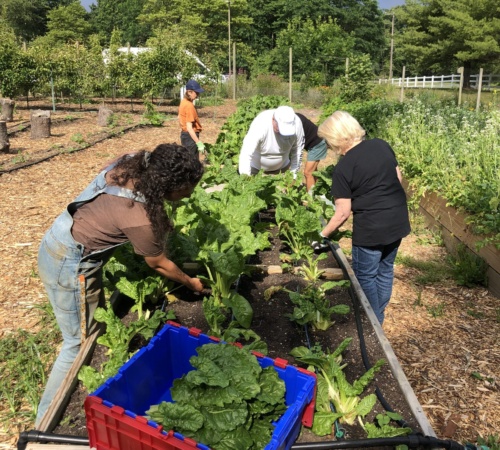 garden